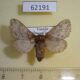 62191p Lasiocampidae Anadiasa sp. obsoleta f Uganda $9
