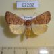 62202p Noctuidae Cosmia natalensis Uganda $15
