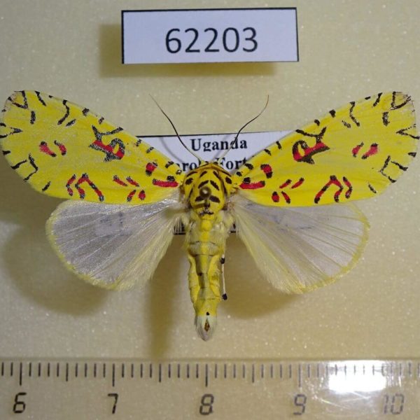 Noctuidae Mazuca dulcis Uganda