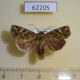 62205p Noctuidae sp. Uganda $6