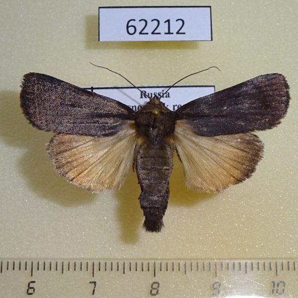 Noctuidae Amphipyra livida Krasnoyarsk reg.