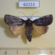 62213p Noctuidae Amphipyra livida f Krasnoyarsk reg. $5