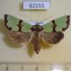 62215p Noctuidae Staurophora celsia f Krasnoyarsk reg. $7