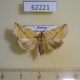 62221p Noctuidae Brachyxanthia zelotypa f Krasnoyarsk reg. $18