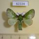 62224p Limacodidae Parasa viridissima Uganda $7