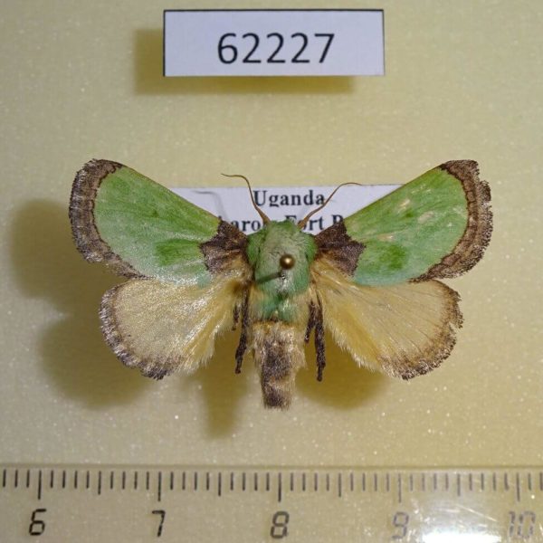 Limacodidae Latoia vivida Uganda