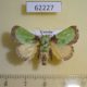 62227p Limacodidae Latoia vivida Uganda $9