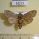62228p Limacodidae Rhypteira sordida Uganda $6