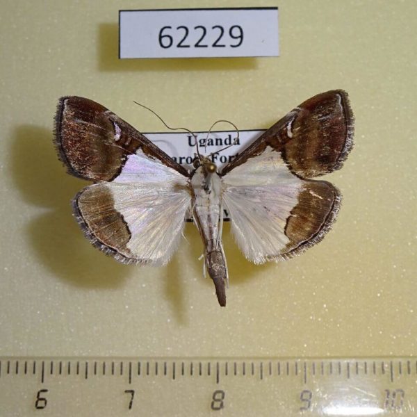 Crambidae Viettessa bethalis Uganda