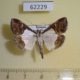 62229p Crambidae Viettessa bethalis Uganda $7