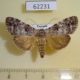 62231p Noctuidae Abseudrapa metaphaearia lancinata Uganda $12