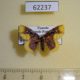 62237p Noctuidae Syngatha purpurascens f Uganda $20