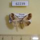 62239p Noctuidae Negeta purpurascens Uganda $7