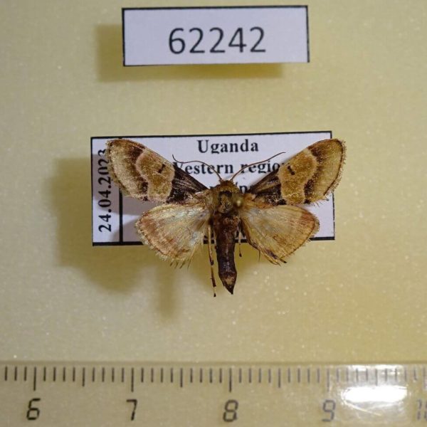 Pyralidae Barbutodes albizziae Uganda