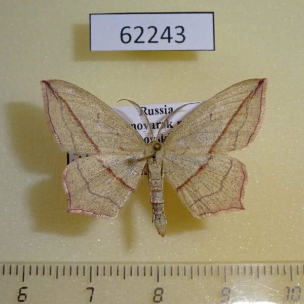 Geometridae Timandra comae Krasnoyarsk reg.