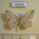 62243p Geometridae Timandra comae Krasnoyarsk reg. $4