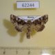 62244p Noctuidae Hadena perplexa Krasnoyarsk reg. $7
