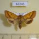62245p Noctuidae Pyrrhia umbra Krasnoyarsk reg. $5