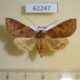 62247p Noctuidae Agrochola vulpecula f Krasnoyarsk reg. $6