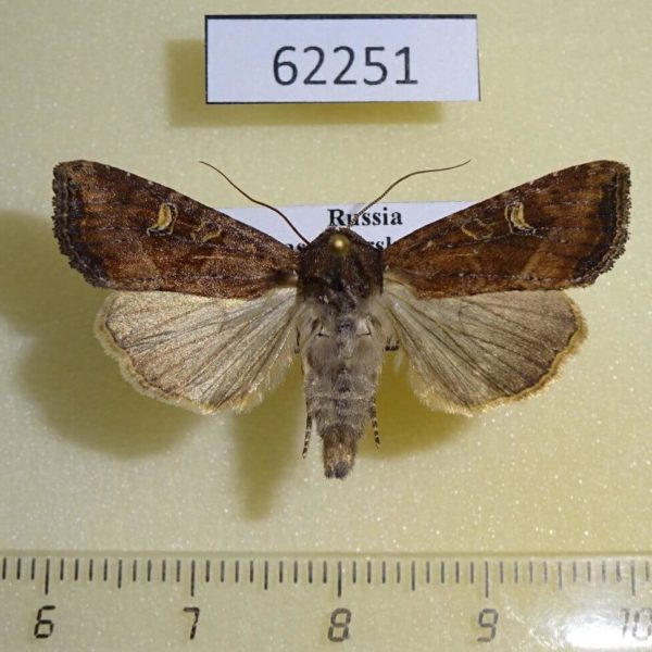 Noctuidae Helotropha leucostigma Krasnoyarsk reg.