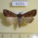 62251p Noctuidae Helotropha leucostigma Krasnoyarsk reg. $5