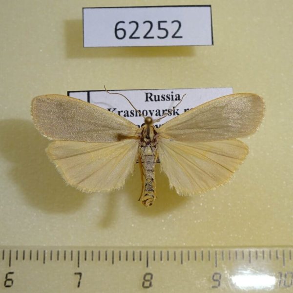 Arctiidae Eilema griseola Krasnoyarsk reg.