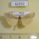 62252p Arctiidae Eilema griseola Krasnoyarsk reg. $3