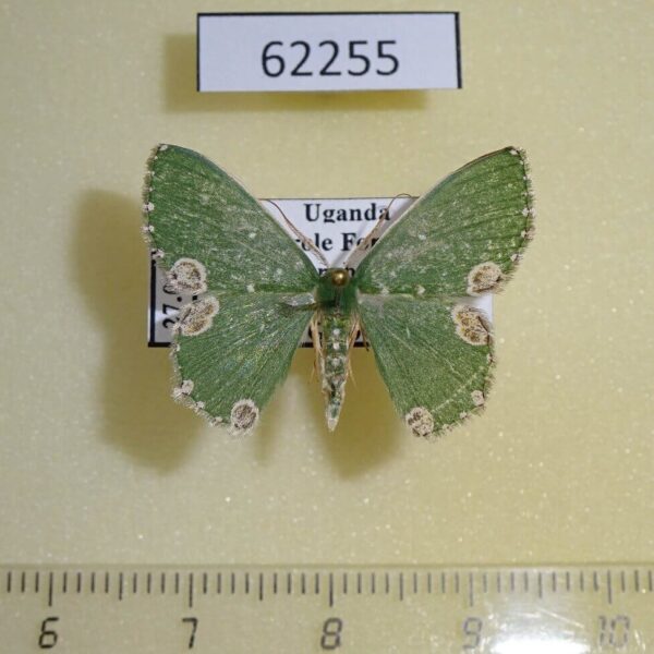 Geometridae Prasinocyma niveisticta adornata Uganda