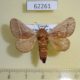 62261p Limacodidae Latoia phlebodes Uganda $7