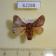 62268p Limacodidae Sporetolepis venusta Uganda $8