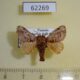 62269p Limacodidae Sporetolepis venusta Uganda $5