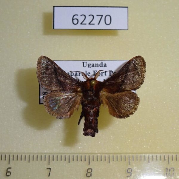 Limacodidae Phorma pepon Uganda
