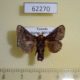 62270p Limacodidae Phorma pepon Uganda $6