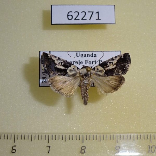 Noctuidae Bryophilopsis anomoiota Uganda