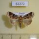 62272p Noctuidae Callopistria sp. Uganda $7
