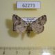 62273p Noctuidae sp. Uganda $7