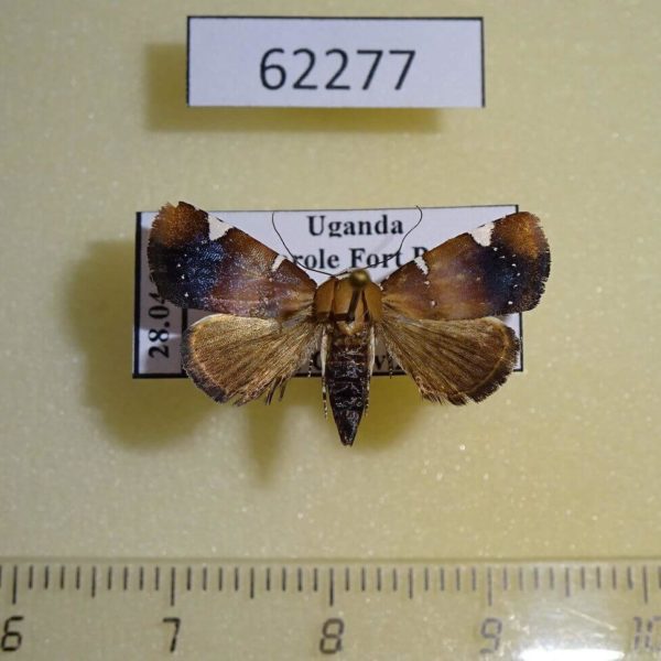 Noctuidae sp. Uganda