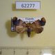 62277p Noctuidae sp. Uganda $8