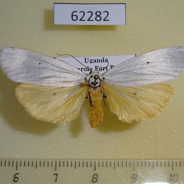 Arctiidae Paraona interjecta f Uganda