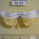 62282p Arctiidae Paraona interjecta f Uganda $9