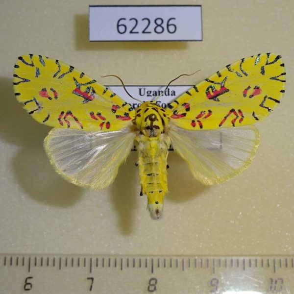 Noctuidae Mazuca dulcis Uganda