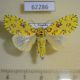 62286p Noctuidae Mazuca dulcis Uganda $40