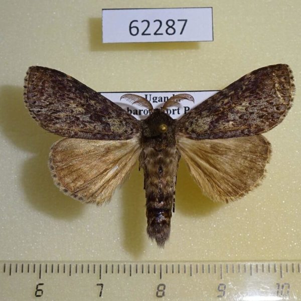 Notodontiidae sp. Uganda