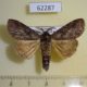 62287p Notodontiidae sp. Uganda $6