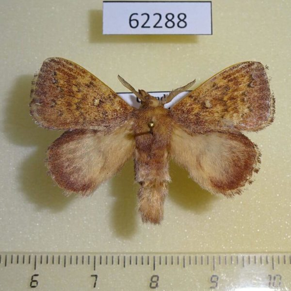 Lasiocampidae Leipoxais fuscofasciata Uganda