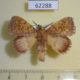 62288p Lasiocampidae Leipoxais fuscofasciata Uganda $10