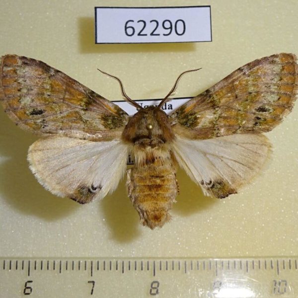 Notodontiidae Rosinella rosinaria f Uganda
