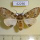62290p Notodontiidae Rosinella rosinaria f Uganda $12