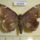 62293p Noctuidae Achaea jamesoni Uganda $15