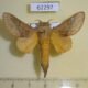 62297p Lasiocampidae Pallastica meloui Uganda $10